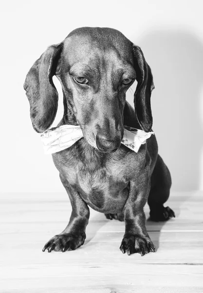 Kırmızı daksund köpek ile güneş gözlüğü ya da papyon eşarplar