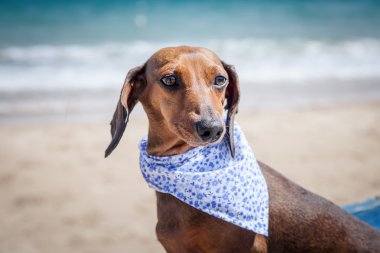 Kırmızı dachshund köpek 