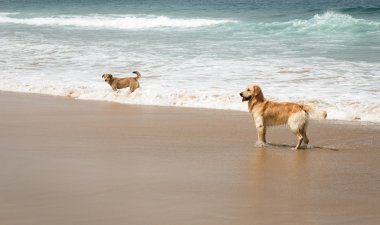 Kumsalda oynayan köpekler.