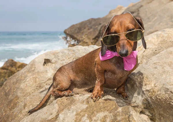 Dachshund dog with sunglasses at sea — Stock Photo, Image