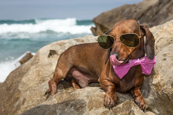 Dachshund собака в солнечных очках в море — стоковое фото