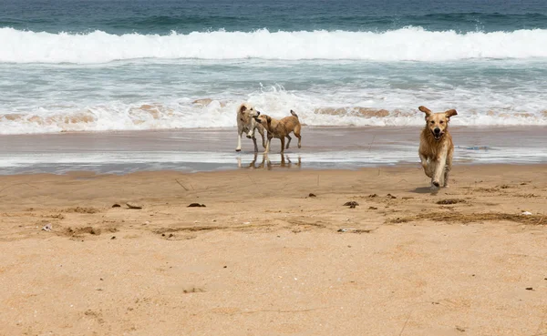 Dogs playing on the beach — Stock Photo, Image