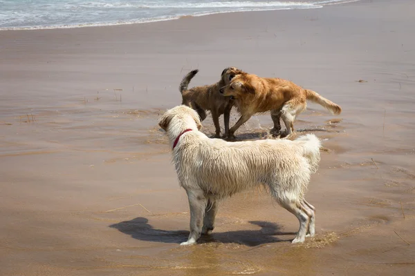 Σκύλοι παίζουν στην παραλία — Φωτογραφία Αρχείου