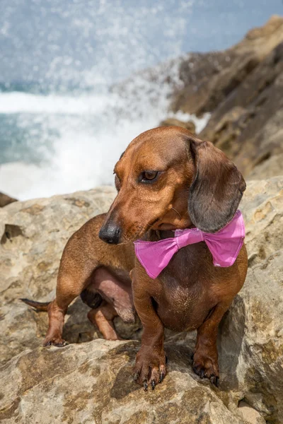 Červený jezevčík pes na pláži — Stock fotografie