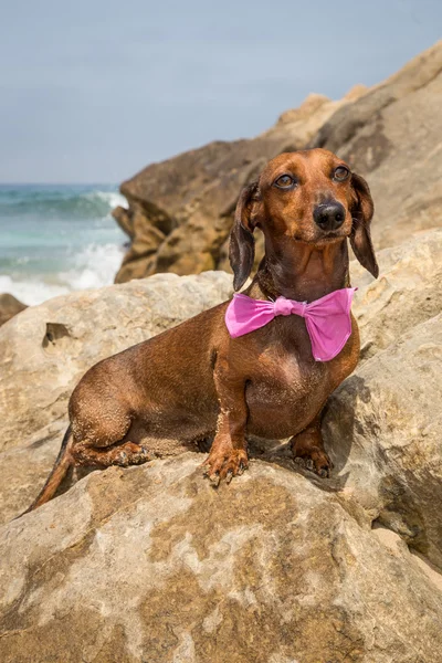 Dackelhund am Strand — Stockfoto