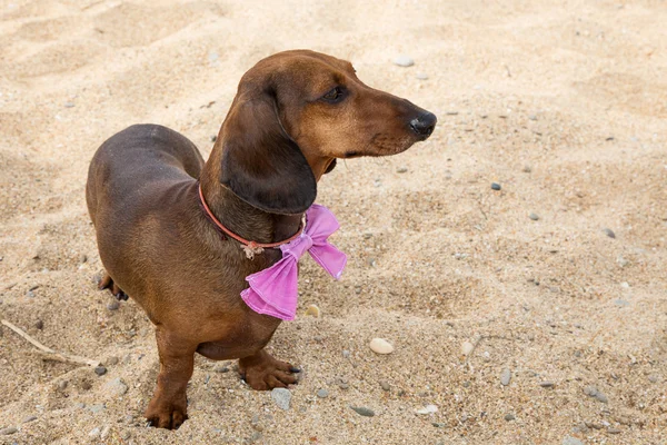 Perro salchicha rojo en la playa —  Fotos de Stock