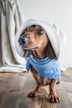 Ahşap masa üstünde kırmızı dachshund köpek