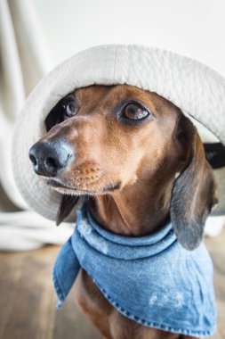 Ahşap masa üstünde kırmızı dachshund köpek