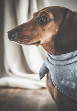 Ahşap masa üstünde kırmızı dachshund köpek