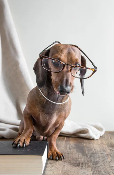 Rode teckel hond op houten tafel — Stockfoto