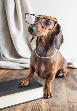 Ahşap masa üstünde kırmızı dachshund köpek