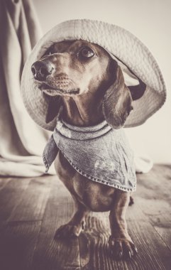 Ahşap masa üstünde kırmızı dachshund köpek