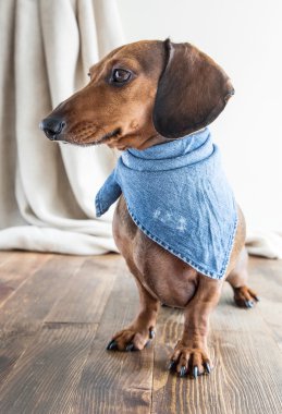 Ahşap masa üstünde kırmızı dachshund köpek