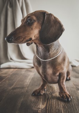 Ahşap masa üstünde kırmızı dachshund köpek