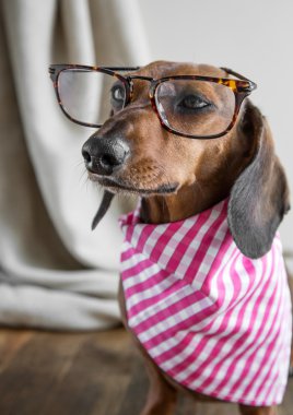 Ahşap masa üstünde kırmızı dachshund köpek