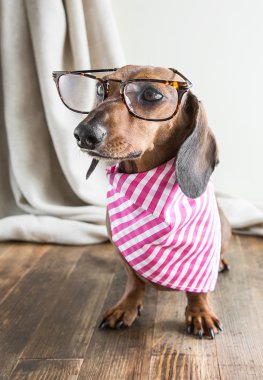 Ahşap masa üstünde kırmızı dachshund köpek