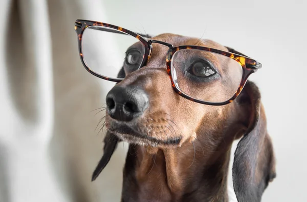 Red dachshund dog on wooden table — Stock Photo, Image