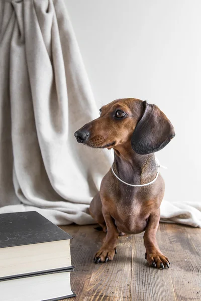 Cão dachshund vermelho na mesa de madeira — Fotografia de Stock