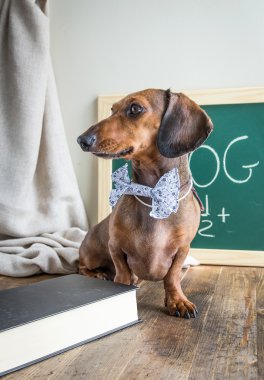 Ahşap masa üstünde kırmızı dachshund köpek