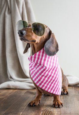 Ahşap masa üstünde kırmızı dachshund köpek