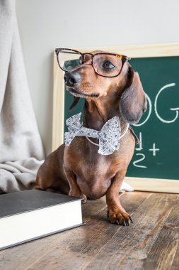 Ahşap masa üstünde kırmızı dachshund köpek