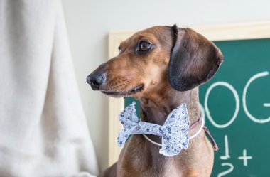 Ahşap masa üstünde kırmızı dachshund köpek