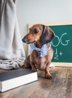 Ahşap masa üstünde kırmızı dachshund köpek