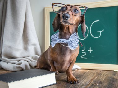 Ahşap masa üstünde kırmızı dachshund köpek