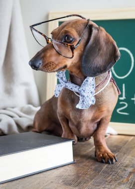 Ahşap masa üstünde kırmızı dachshund köpek