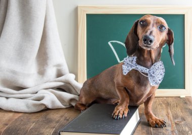 Ahşap masa üstünde kırmızı dachshund köpek