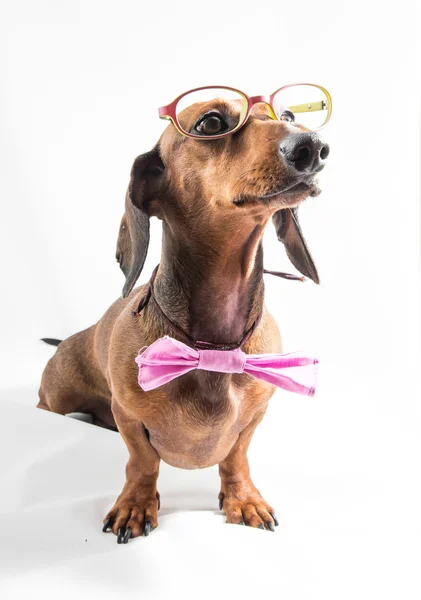 Red dachshund dog on wooden table — Stock Photo, Image