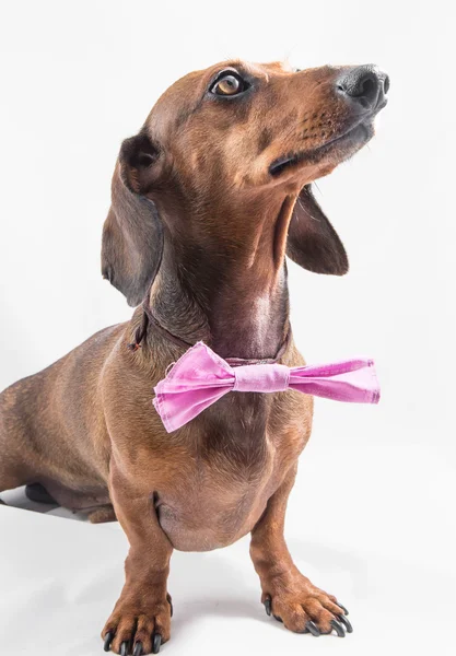 Ahşap masa üstünde kırmızı dachshund köpek — Stok fotoğraf