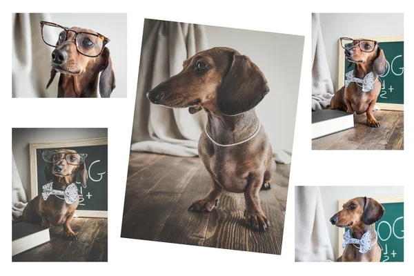 Collage Red dachshund dog on wooden table — Stock Photo, Image