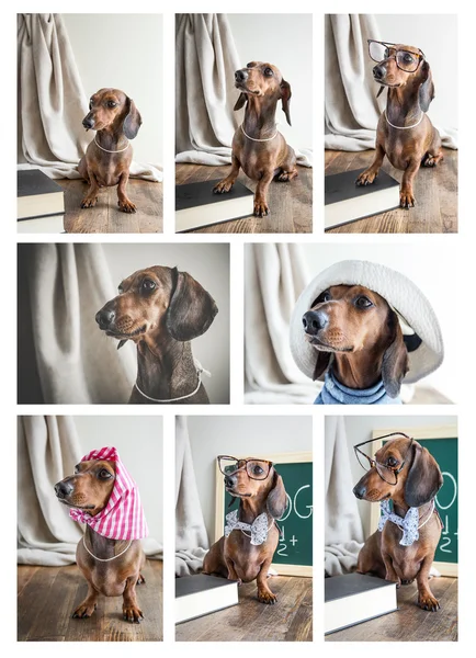 Collage rode teckel hond op houten tafel — Stockfoto