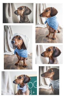 Ahşap masa üstünde kolaj kırmızı dachshund köpek