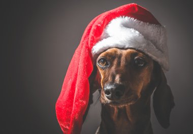 Santa Claus şapka giyen Noel minyatür daksund köpek yavrusu