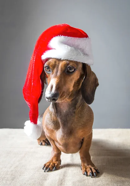 Weihnachten Miniatur Dackel Welpe mit Weihnachtsmann Hut — Stockfoto