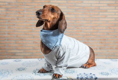 Gri gömlek ile kırmızı dachshund köpek