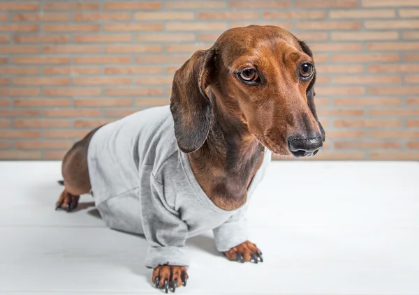 Perro salchicha rojo con camisa gris — Foto de Stock