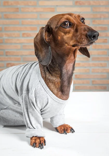 Cão dachshund vermelho com camisa cinza — Fotografia de Stock