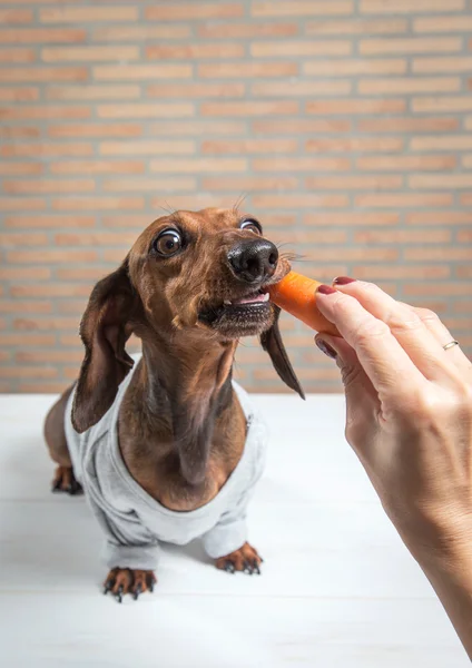 Cão dachshund vermelho com camisa cinza — Fotografia de Stock