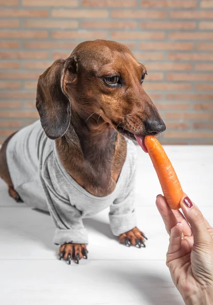 Cão dachshund vermelho com camisa cinza — Fotografia de Stock
