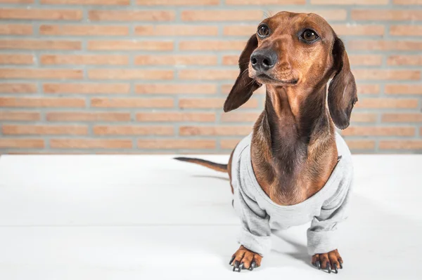 Cão dachshund vermelho com camisa cinza — Fotografia de Stock