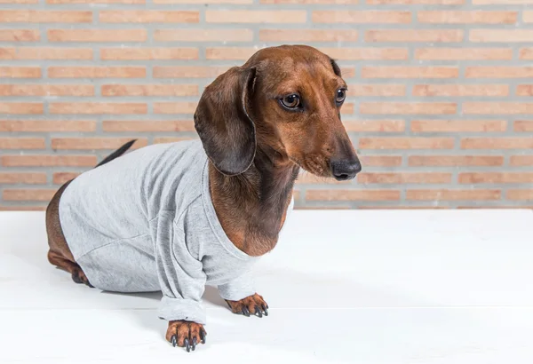 Rode teckel hond met grijze shirt — Stockfoto