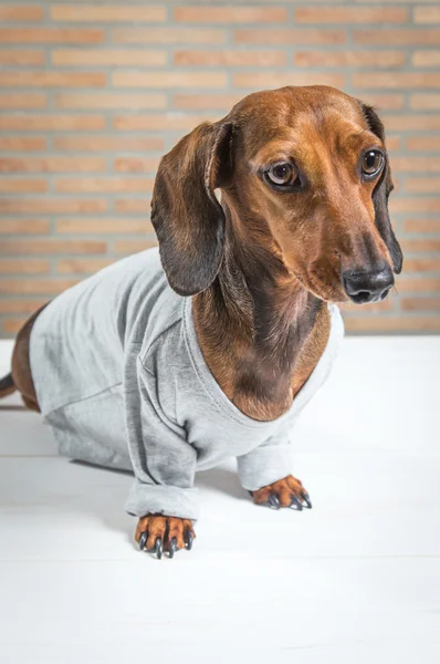 Chien teckel rouge avec chemise grise — Photo