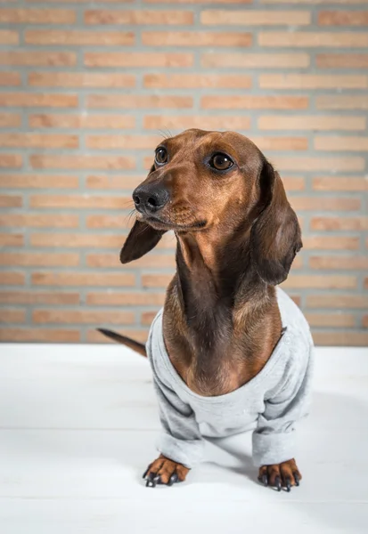 Perro salchicha rojo con camisa gris —  Fotos de Stock