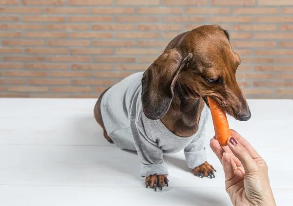 Perro salchicha rojo con camisa gris —  Fotos de Stock