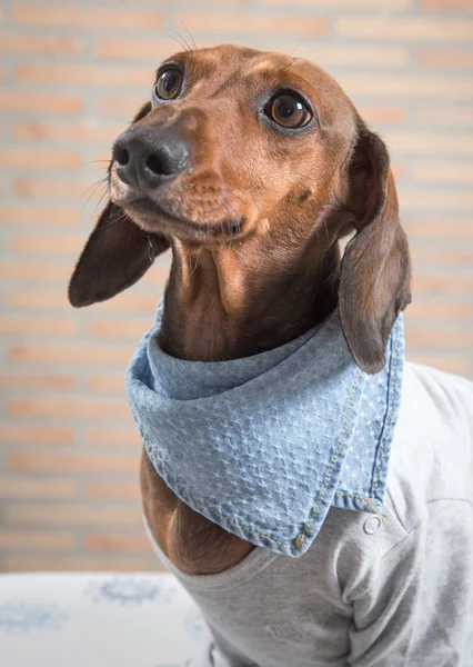 Gri gömlek ile kırmızı dachshund köpek — Stok fotoğraf