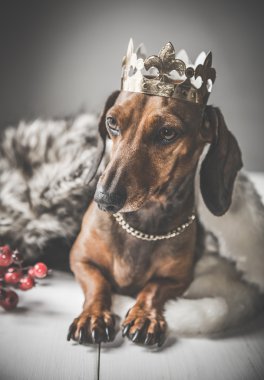 Dachshund kırmızı elbise Büyücü Kralı