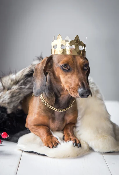 Dachshund red dress magician king — Stock Photo, Image